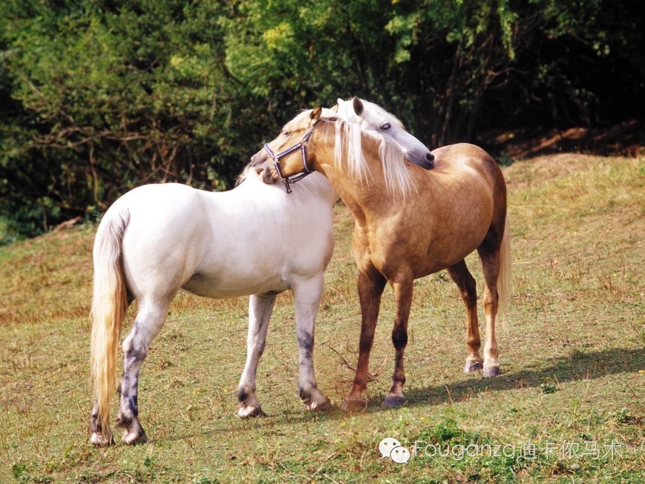 澳門特馬今晚開獎號碼：四不像動物的神秘面紗